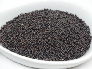 Senf schwarz bio
